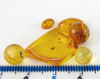 Lot of 6 Baltic Amber Specimens with Insect Inclusions  (Certificate Included)