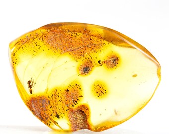 Ant Insect in Amber, Fossil Inclusion, Baltic Amber, Certificate of Authenticity Included