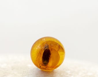 Cabujón de ámbar báltico auténtico con inclusión de cucaracha fósil Blattaria, redondo de 6 mm (certificado incluido).