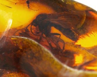 Insects in Amber, Fossil Inclusions, Baltic Amber, Certificate of Authenticity Included