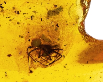 Genuine Baltic Amber Specimen with Fossil Spider Araneae Insect Inclusion, Certificate of Authenticity Included