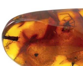 Spider Insect in Amber, Fossil Inclusions, Baltic Amber, Certificate of Authenticity Included