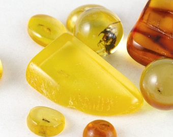 Lot of 8 Baltic Amber Specimens with Small Insect Inclusions  (Certificate Included)