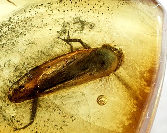 Insect in Amber, Fossil Cockroach Blattaria, Baltic Amber, Certificate of Authenticity Included