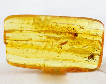 Spider Insect in Amber, Fossil Inclusions, Baltic Amber, Certificate of Authenticity Included