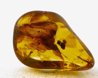 Genuine Baltic Amber Specimen with Flora and Insect inclusions , Certificate of Authenticity Included
