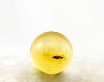 Insecto en ámbar, inclusión fósil, cabujón de ámbar báltico auténtico de 6 mm, certificado de autenticidad incluido.