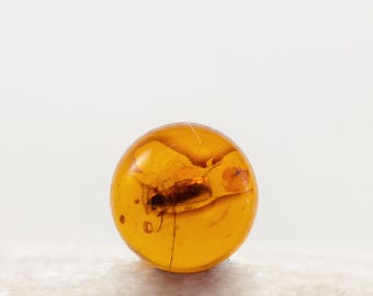 Insecto en ámbar, inclusión fósil, cabujón de ámbar báltico auténtico de 6 mm, certificado de autenticidad incluido.