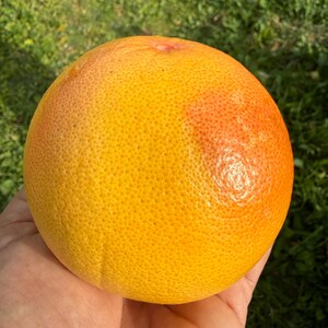 Star Ruby Grapefruit box, California Locally Grown, Hand-Picked, Farm to Table afbeelding 3