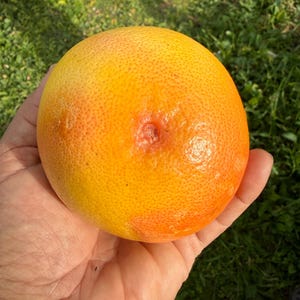 Star Ruby Grapefruit box, California Locally Grown, Hand-Picked, Farm to Table afbeelding 6