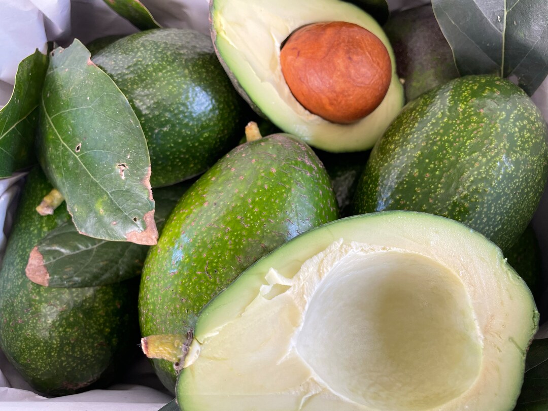 Organic Bacon Avocados, Premium Quality Avocados, Handpicked