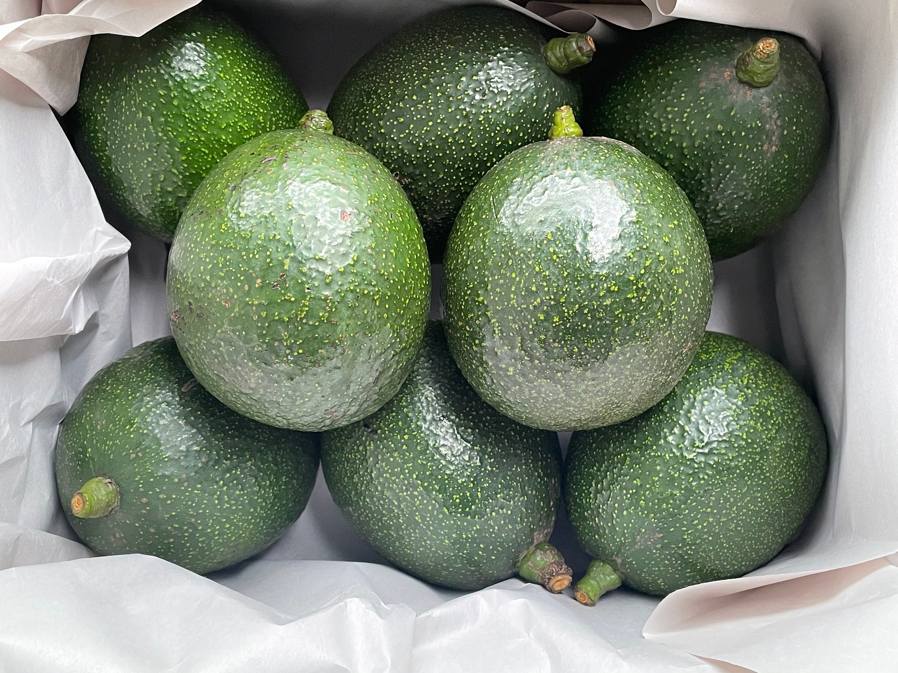 Private Avocado Scandal Rocks The World! - ebjxo3s