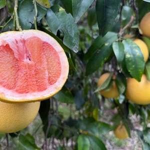 Star Ruby Grapefruit box, California Locally Grown, Hand-Picked, Farm to Table