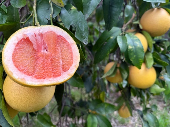 Star Ruby Grapefruit box, California Locally Grown, Hand-Picked, Farm to Table