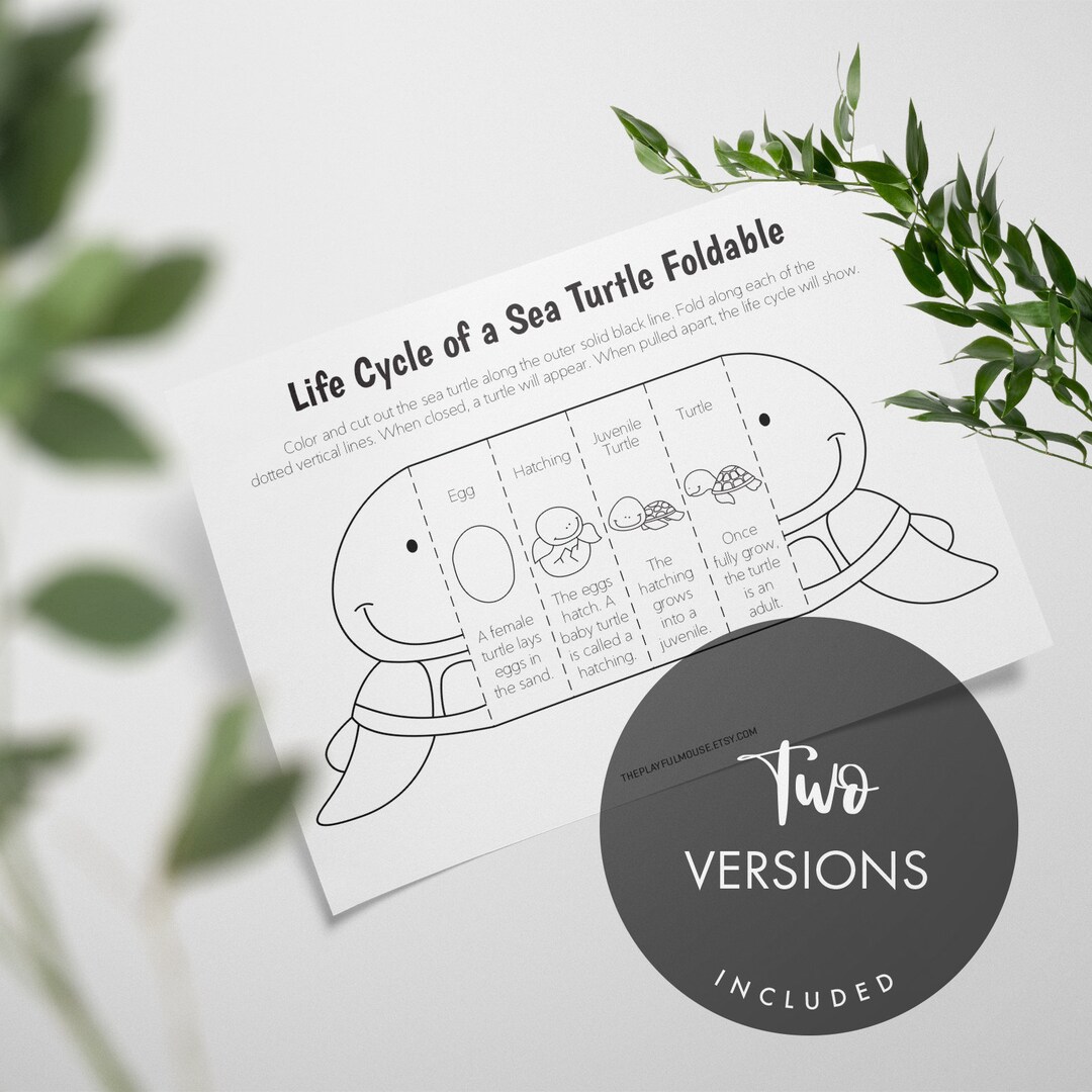 Foldable Sea Turtle Life Cycle Printable Activity for Kids - Etsy