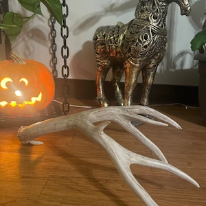 1 large Mule deer antler