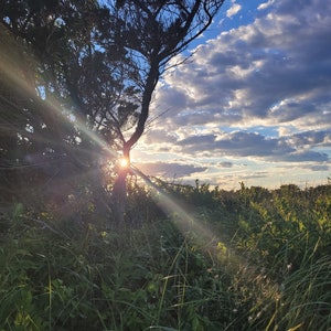 May include: A sunbeam shines through the branches of a tree, illuminating a field of green grass and wildflowers. The sky is a bright blue with fluffy white clouds.