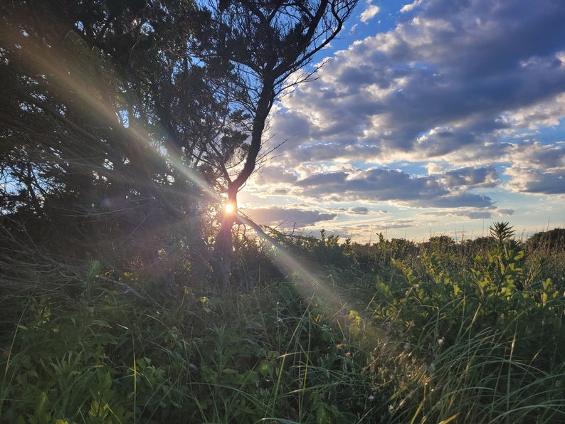 May include: A sunbeam shines through the branches of a tree, illuminating a field of green grass and wildflowers. The sky is a bright blue with fluffy white clouds.
