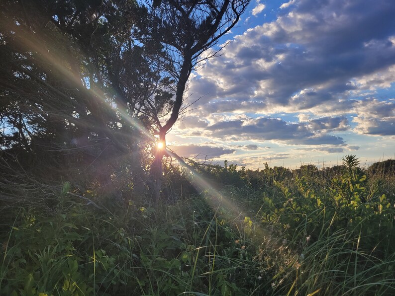 May include: A sunbeam shines through the branches of a tree, illuminating a field of green grass and wildflowers. The sky is a bright blue with fluffy white clouds.