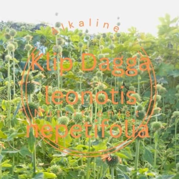 Klip Dagga (Leonotis nepetifolia) - Natural Alternative and Medicinal Herb