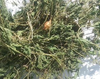 Cerasee/Karela/Bittere Melone(Momordica Charantia)