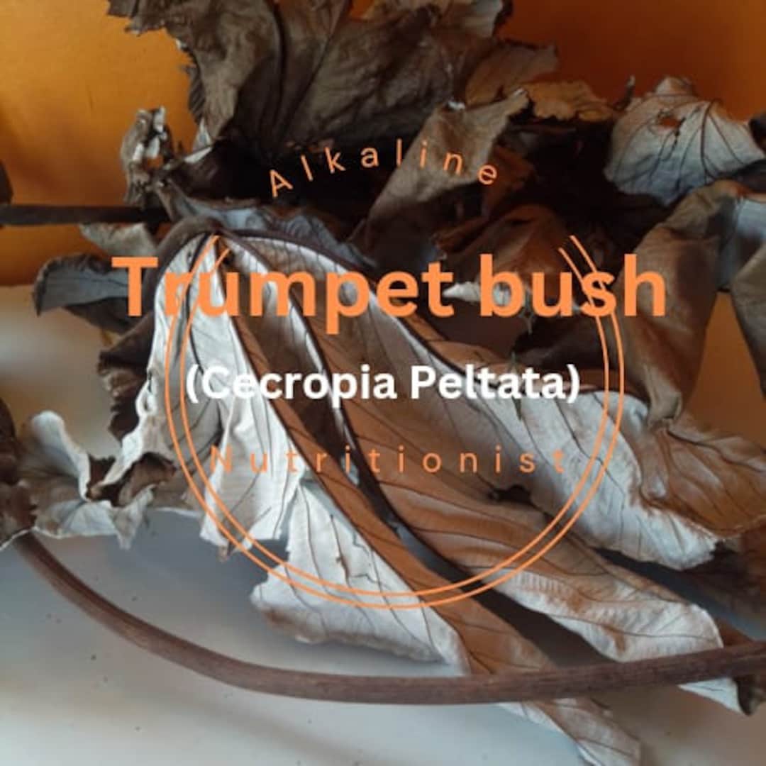 Organic Trumpet Leaf Premium Quality Dried Cecropia Peltata Leaves for
