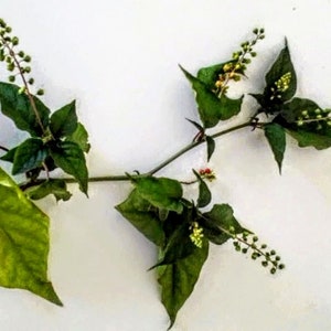 Organic St. Vincent Rouge Plant Tea: Premium Dried Bloodberry Leaves - Herbal Infusion, Natural, Handpicked