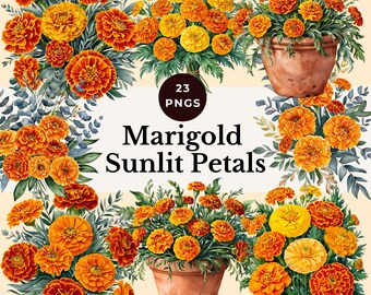 marigold flowers clipart gold florals PNG watercolor blossom designs october birth month flower art sunny blooms illustration commercial use