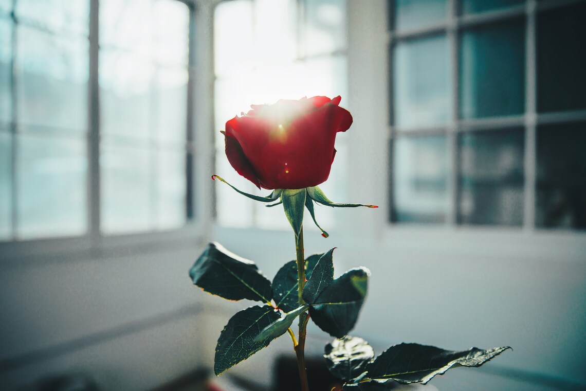 One Red Rose Flower Photo, Printable Botanical Wall Art, Red Rose Photo ...