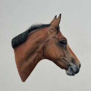 Pet portrait, horse drawing, custom artwork