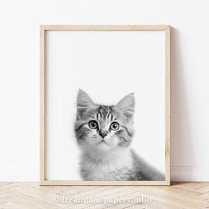 Może przedstawiać: Czarno-białe zdjęcie kociaka patrzącego na kamerę. Kociak ma białe łapy i klatkę piersiową, a jego futro jest w paski. Kociak jest oprawiony w jasną drewnianą ramę.