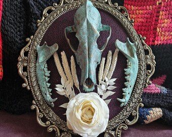 Framed Coyote Skull