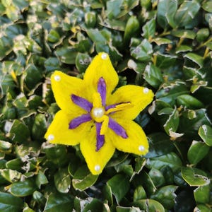 May include: A handmade yellow felt flower with purple accents and a pearl center. The flower is embellished with small white pearls and set against a backdrop of green foliage. This decorative item could be a brooch or hair accessory.