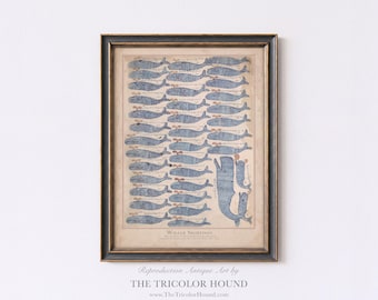 Antique Whale Print: 19th Century Whaling Ship Art