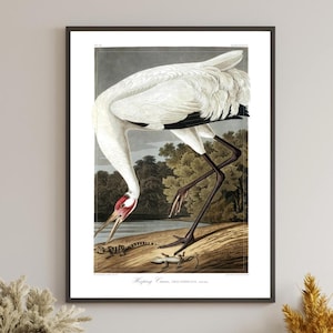 Audubon Hooping Kranich Druck | Singkranich Digitaler Download | Druckbare Kunst in 16x20 & 24x36