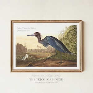 Audubon Blue Crane Art Print – Vintage Coastal Bird Wall Decor