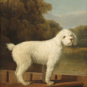 Antique Dog Portrait, Vintage Poodle Painting, Oil Painting Pet
