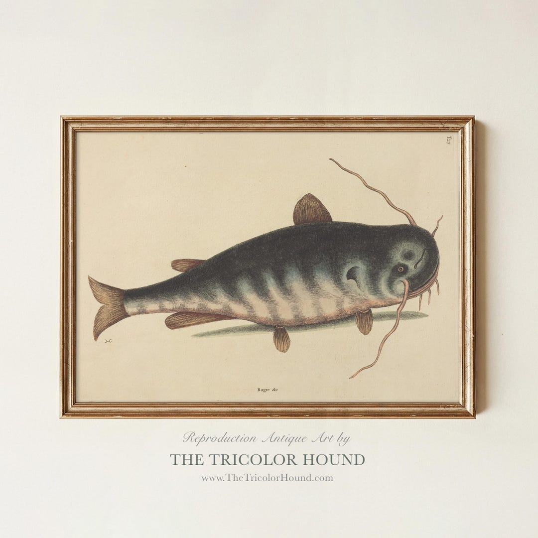 Antique Catfish Print | 18th Century Natural History Art (digital ...