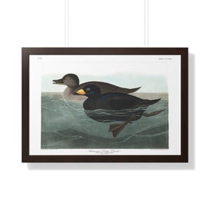Audubon Duck Print: American Scoter Vintage Wildlife Art