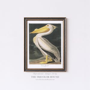 Audubon White Pelican Print: Vintage Coastal Bird Art Reproduction