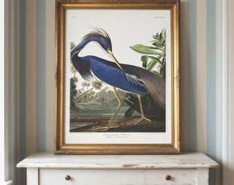 Audubon Louisiana Heron Print: Vintage Coastal Bird Art