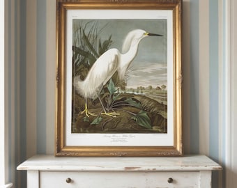 Snowy Egret Print: Audubon Vintage Bird Art Reproduction