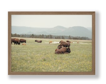 Yellowstone Buffalo Photography Print, Wyoming Wildlife, National Park Art (Digital Download)