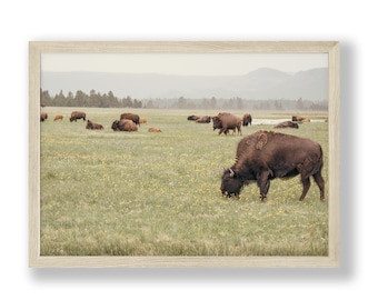 Yellowstone Bison Print | National Park Wall Art (Digital Download)