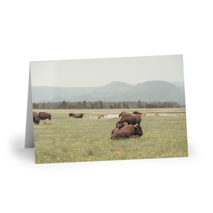 Greeting Cards, Buffalo Design, Yellowstone National Park Wildlife Stationery, Bison Lover Gift, Blank Notecards Set, Nature Note Cards