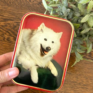 May include: A rectangular metal tin featuring a vibrant red background and a central image of a fluffy white dog with a black nose and mouth slightly open. The tin has rounded corners and a thin red border with a gold-colored inner trim.