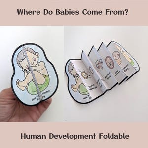 May include: A paper foldable titled Where Do Babies Come From? featuring illustrations of human development. The accordion-style booklet shows stages from sperm meeting egg, attachment to the uterus, fetus development, and a newborn baby.