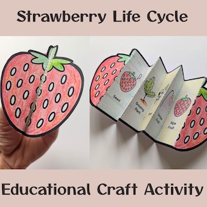 May include: A red and green paper craft activity for kids to learn about the life cycle of a strawberry. The craft includes a seed, a growing plant, an unripe fruit, and a ripe fruit.