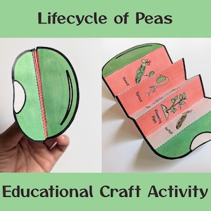 May include: An educational craft activity illustrating the lifecycle of peas. The image shows a large green pea pod cut in half, and a folded paper diagram with stages labeled "Seed", "Sprout", "Flowering Plant", and "Pea Pods". The text "Lifecycle of Peas" and "Educational Craft Activity" are also visible.
