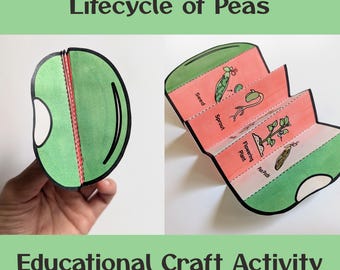 DIY  Bean Lifecycle | Foldable Plant Growth Activity | Preschool Coloring Activity | Fine Motor Skills Practice | Kid Science |  Color & Cut